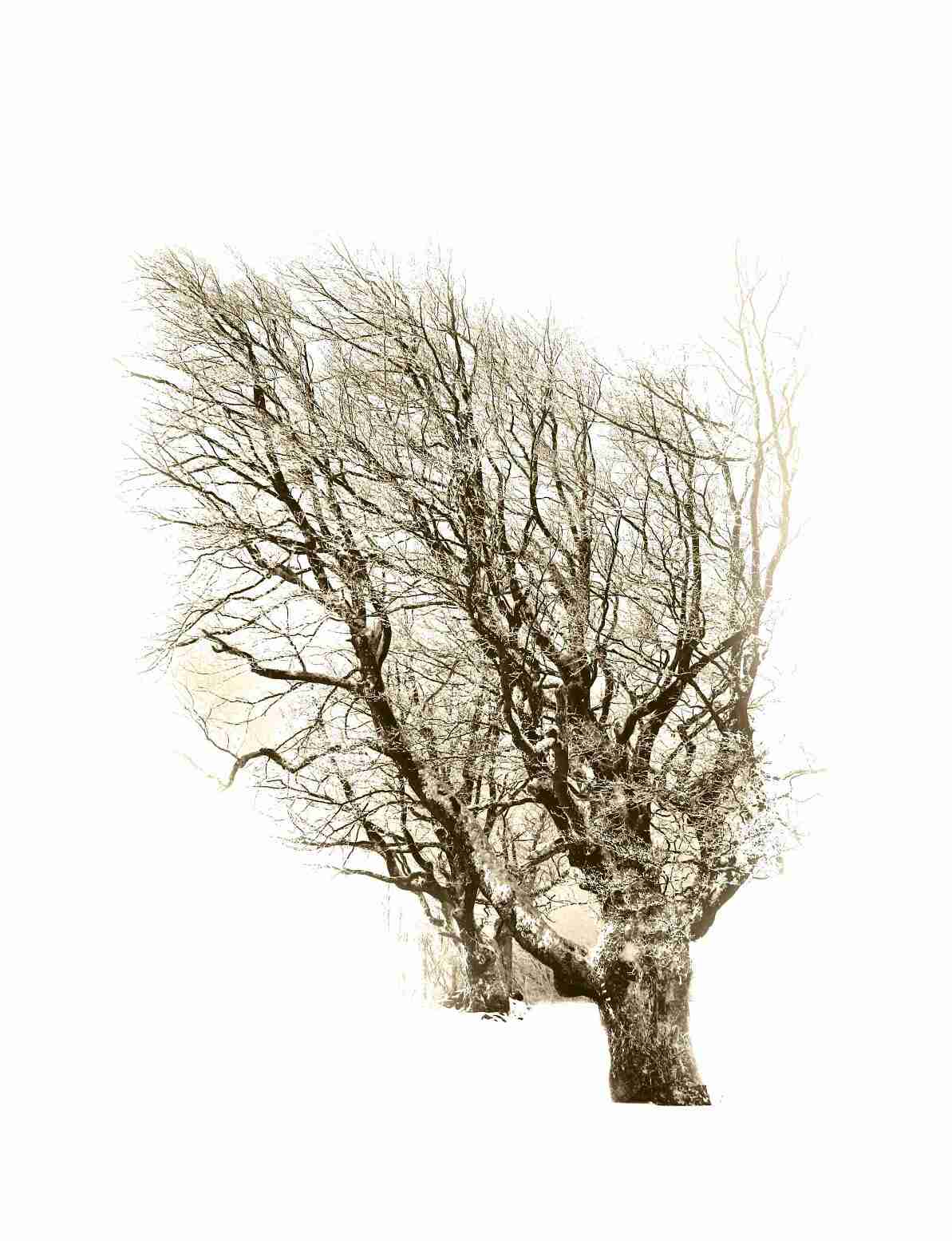 Kojšovka zima 134 copy.jpg sepia.jpg