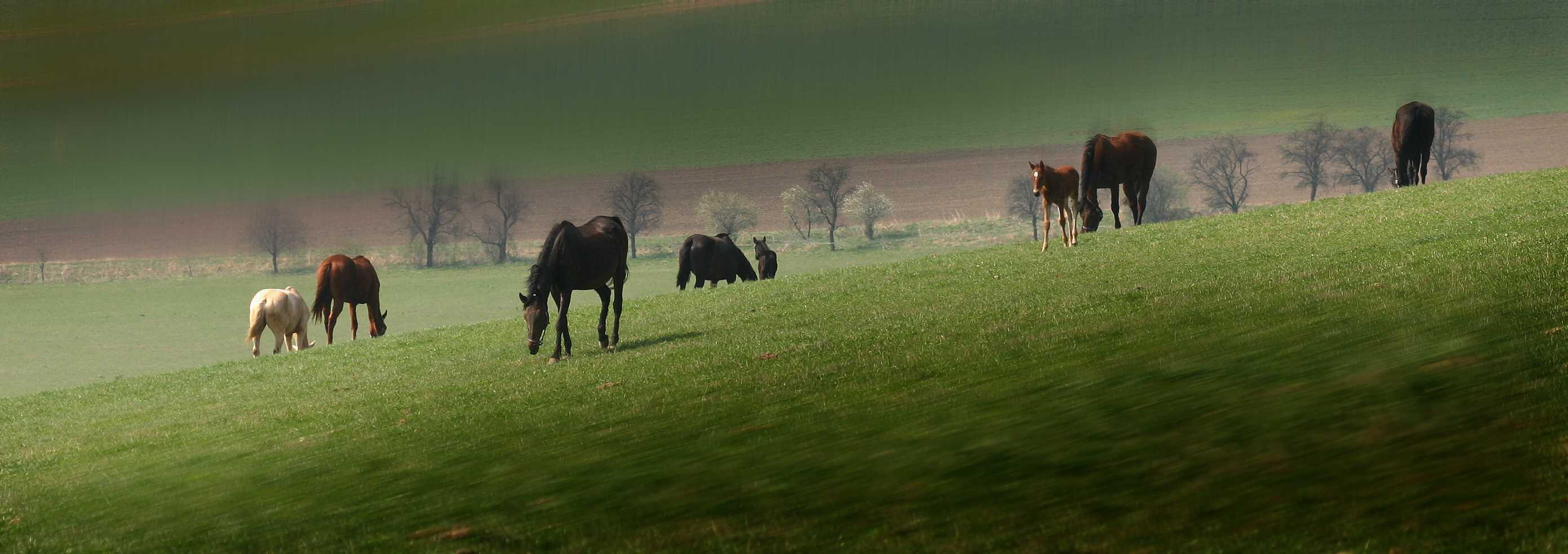 Koníky -Morava 21.JPG